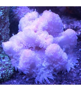 Heteractis Aurora sp.