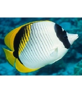 Chaetodon lineolatus