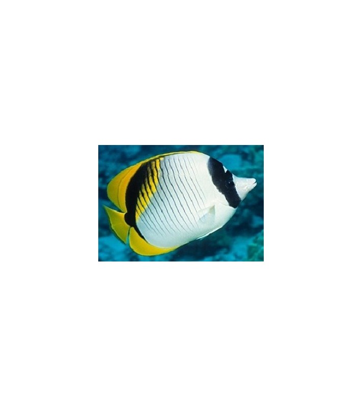 Chaetodon lineolatus