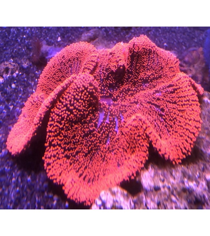 Stichodactyla Haddoni (Red)