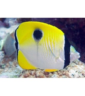 Chaetodon unimaculatus