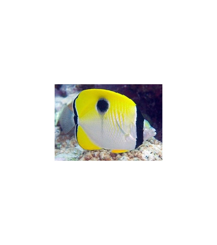 Chaetodon unimaculatus