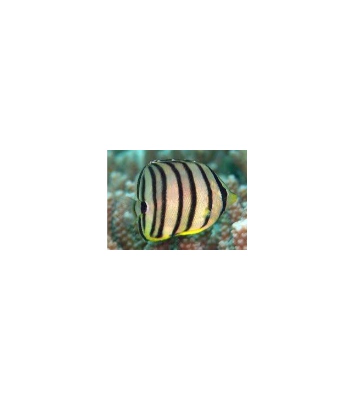 Chaetodon octofasciatus