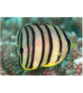 Chaetodon octofasciatus