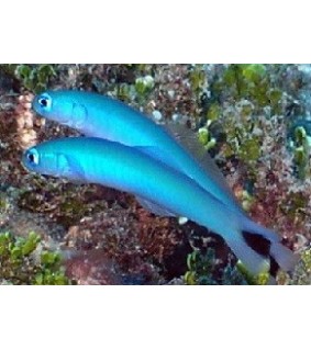 Ptereleotris heteroptera