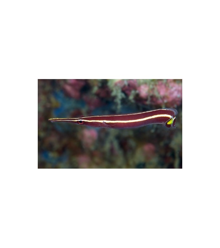 Diademichthys lineatus