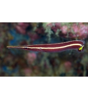 Diademichthys lineatus