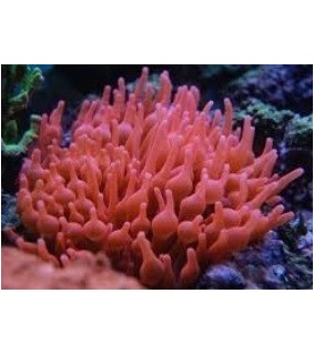 Entacmaea quadricolor Red