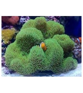 Stichodactyla gigantea