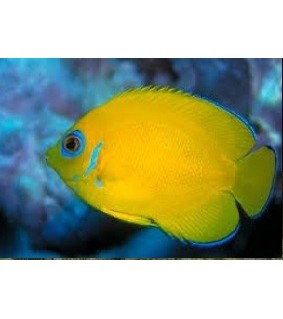 Centropyge flavissima