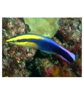 Labroides phthirophagus