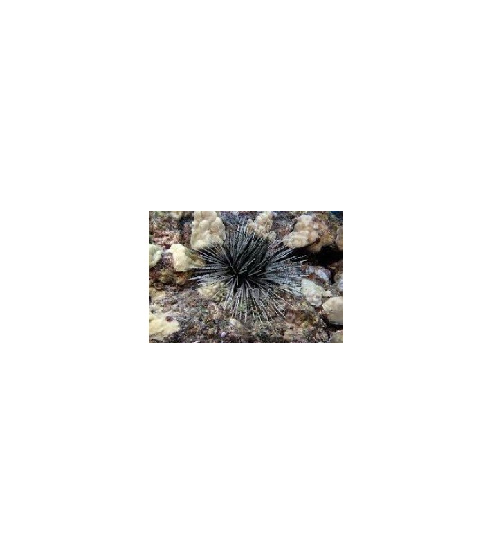 Echinothrix Calamaris
