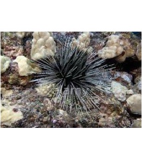 Echinothrix Calamaris