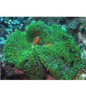 Heteractis Magnifica (Green)