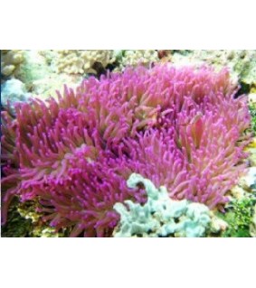 Heteractis Magnifica (Purple)