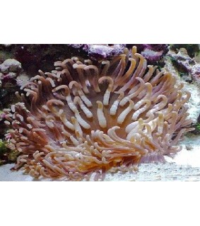 Macrodactyla Doreensis