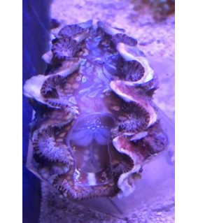 Tridacna Crocea, Bohrende Riesenmuschel, Muschel
