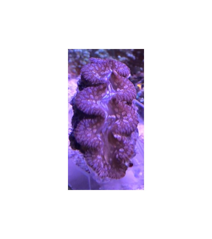 Tridacna Crocea, Bohrende Riesenmuschel, Muschel