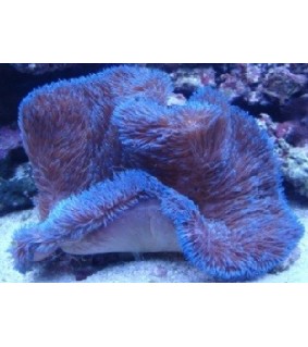 Stichodactyla Gigantea (Blue)