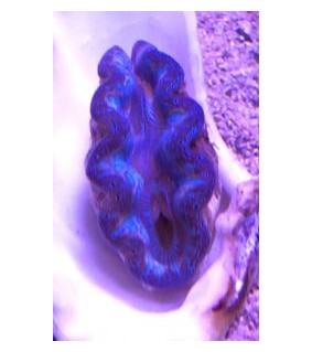 Tridacna Crocea, Bohrende Riesenmuschel, Muschel
