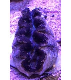 Tridacna Crocea (Green), Bohrende Riesenmuschel, Muschel