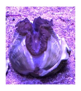 Tridacna Crocea (Green), Bohrende Riesenmuschel, Muschel