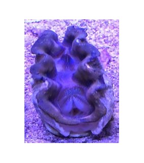 Tridacna Crocea (Green), Bohrende Riesenmuschel, Muschel