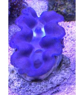 Tridacna Crocea (Green), Bohrende Riesenmuschel, Muschel