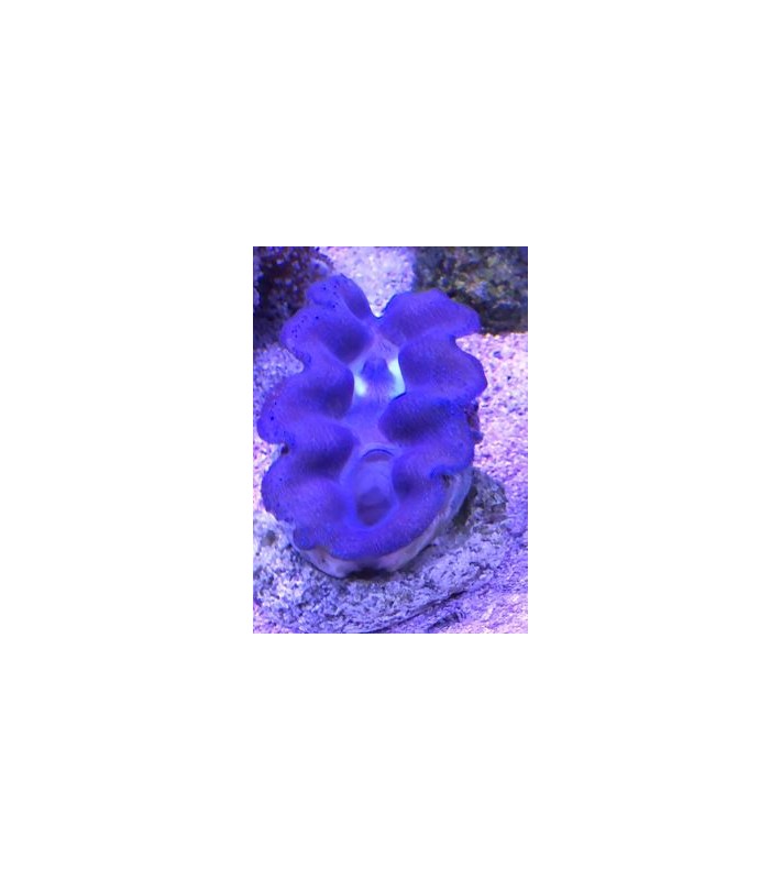 Tridacna Crocea (Green), Bohrende Riesenmuschel, Muschel