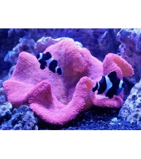 Stichodactyla Gigantea (Pink)
