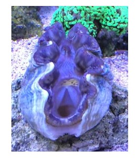 Tridacna Crocea (Green), Bohrende Riesenmuschel, Muschel