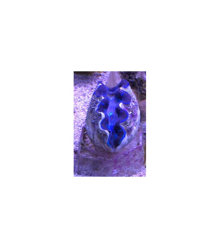 Tridacna Crocea (Green), Bohrende Riesenmuschel, Muschel