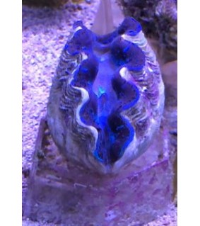 Tridacna Crocea (Green), Bohrende Riesenmuschel, Muschel