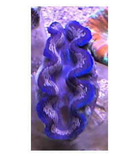 Tridacna Crocea (Green), Bohrende Riesenmuschel, Muschel