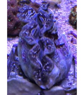 Tridacna Crocea (Green), Bohrende Riesenmuschel, Muschel