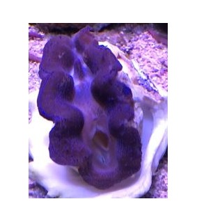 Tridacna Crocea (Green), Bohrende Riesenmuschel, Muschel