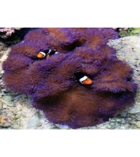 Stichodactyla Gigantea (Purple)