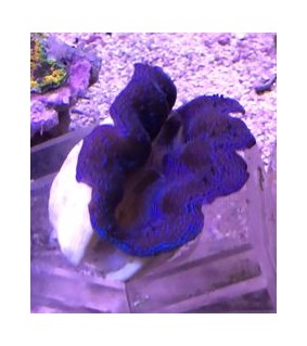 Tridacna Crocea (Green), Bohrende Riesenmuschel, Muschel