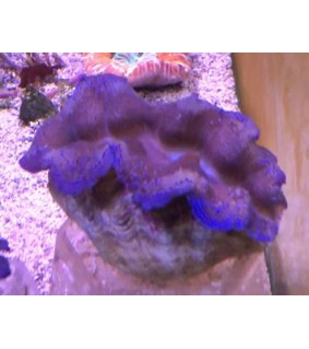 Tridacna Crocea (Green), Bohrende Riesenmuschel, Muschel