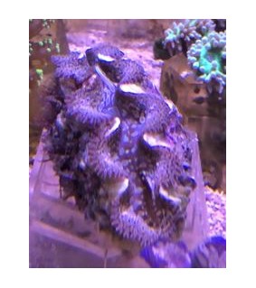 Tridacna Crocea (Green), Bohrende Riesenmuschel, Muschel