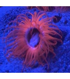 copy of Cerianthus filiformis orange