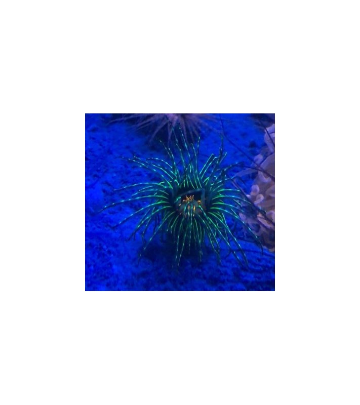 Cerianthus filiformis (green/black)