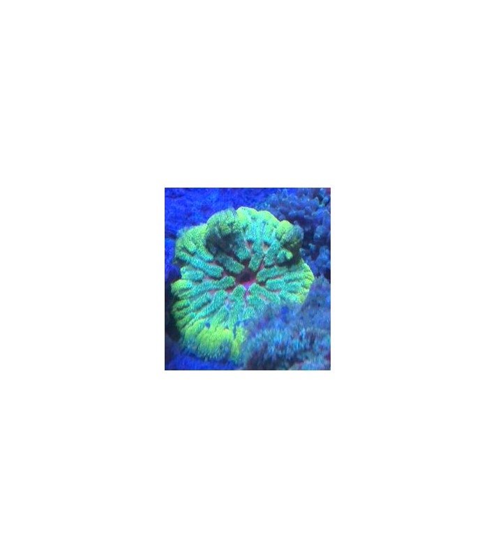 Stichodactyla  Tapetum , Teppichanemone, Anemone