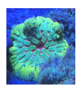 Stichodactyla  Tapetum , Teppichanemone, Anemone