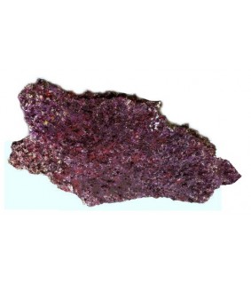 copy of Real Reef Rock Branch