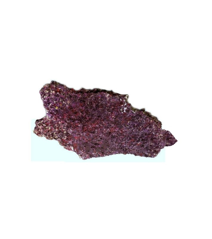 copy of Real Reef Rock Branch