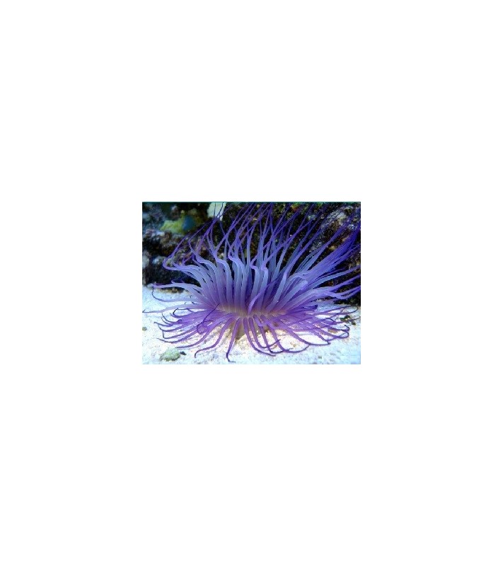 Cerianthus Sp. (Purple/Blue)