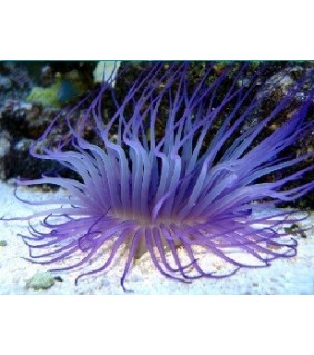 Cerianthus Sp. (Purple/Blue)