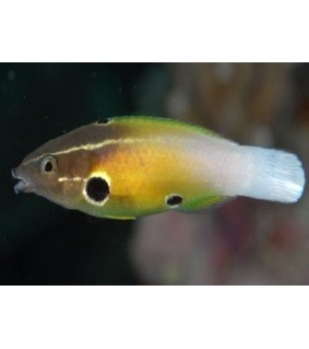 Labropsis alleni