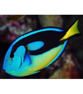 Acanthurus Hepatus (Yellow)
